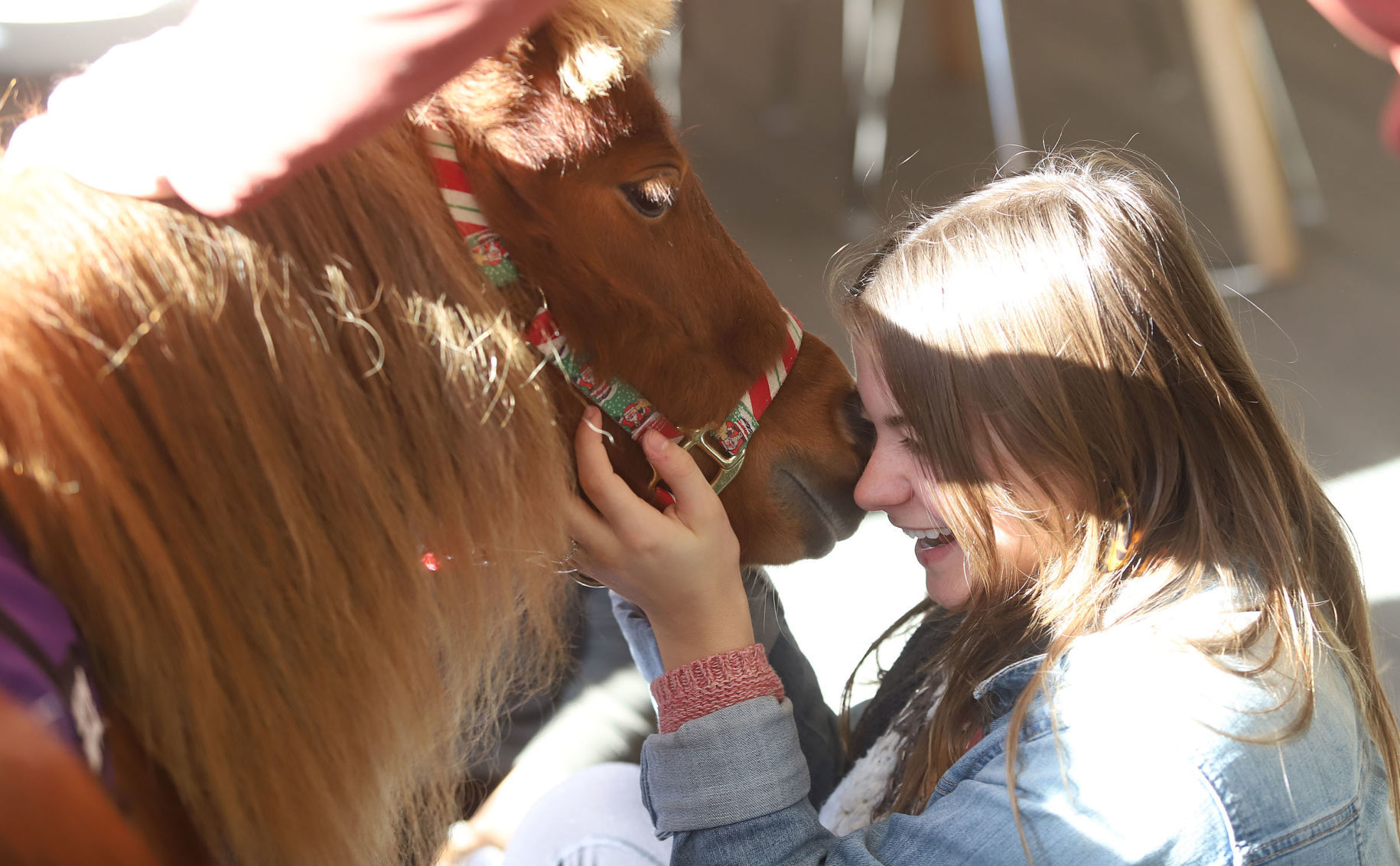 mini therapy horses 33 12.12.18.jpg